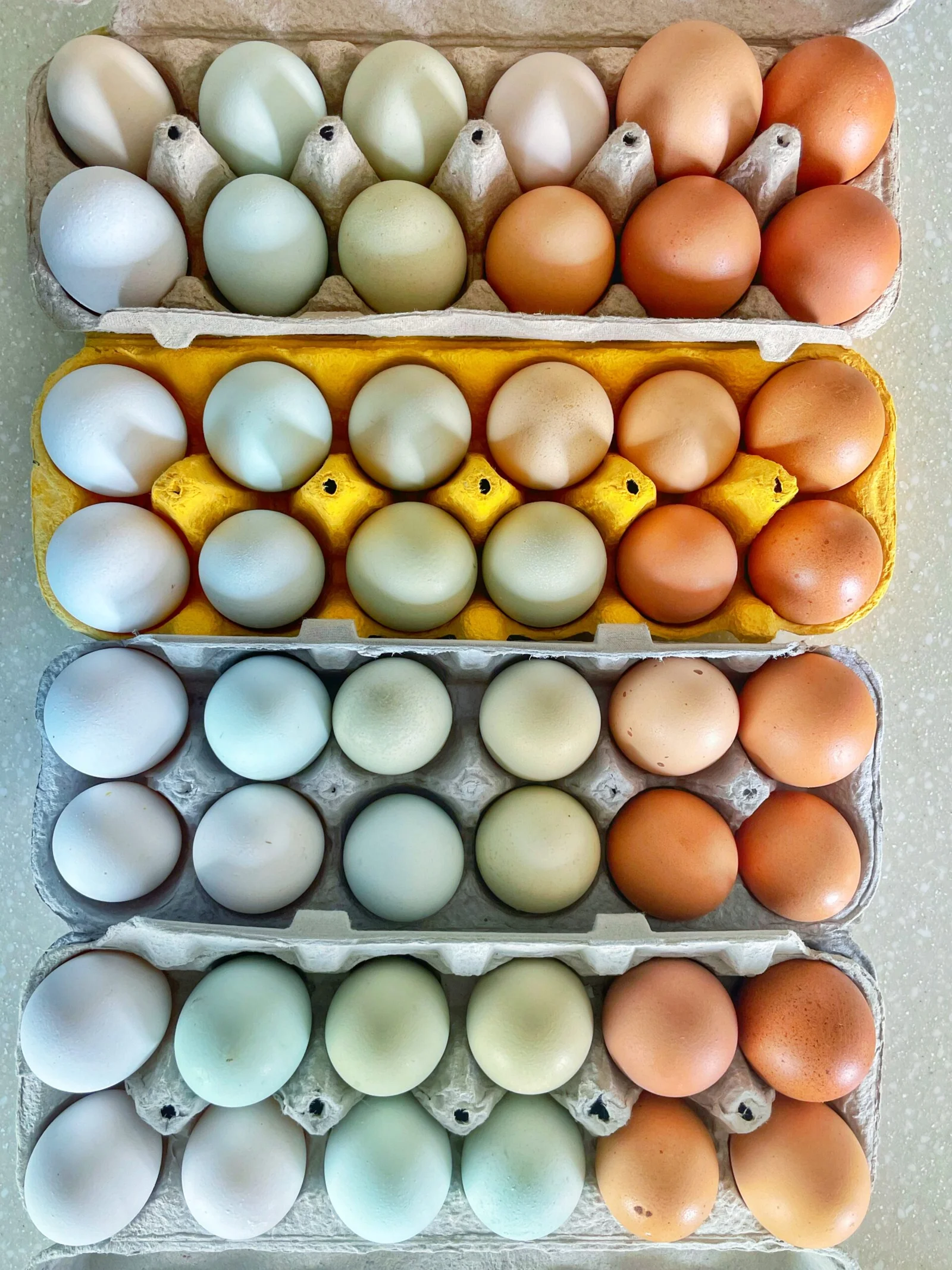 Food harvest and distribution